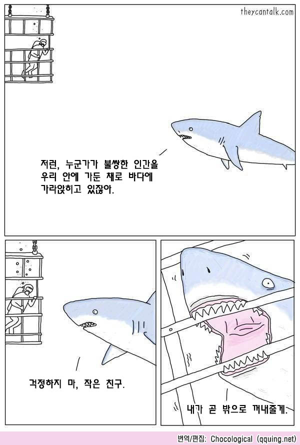 상어의 진심.jpg