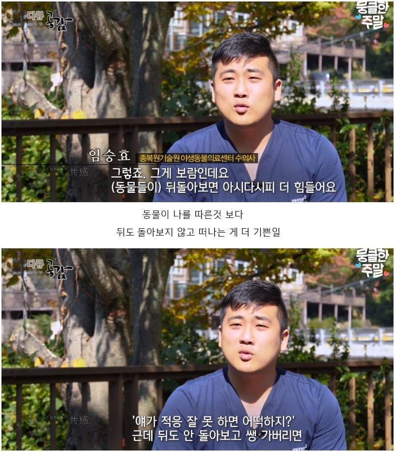 어린 삵을 자연으로 돌려보내는 날 - 꾸르