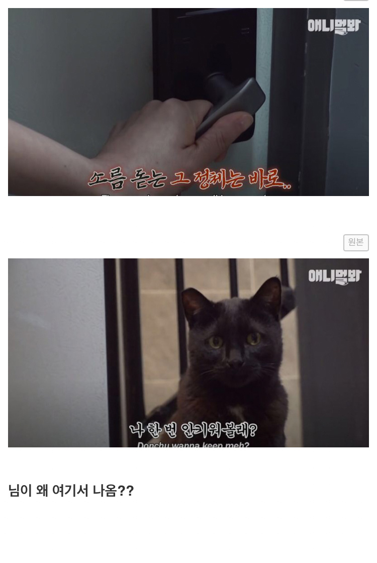 도어락 비번을 미친듯이 누르는 고양이 - 짤티비