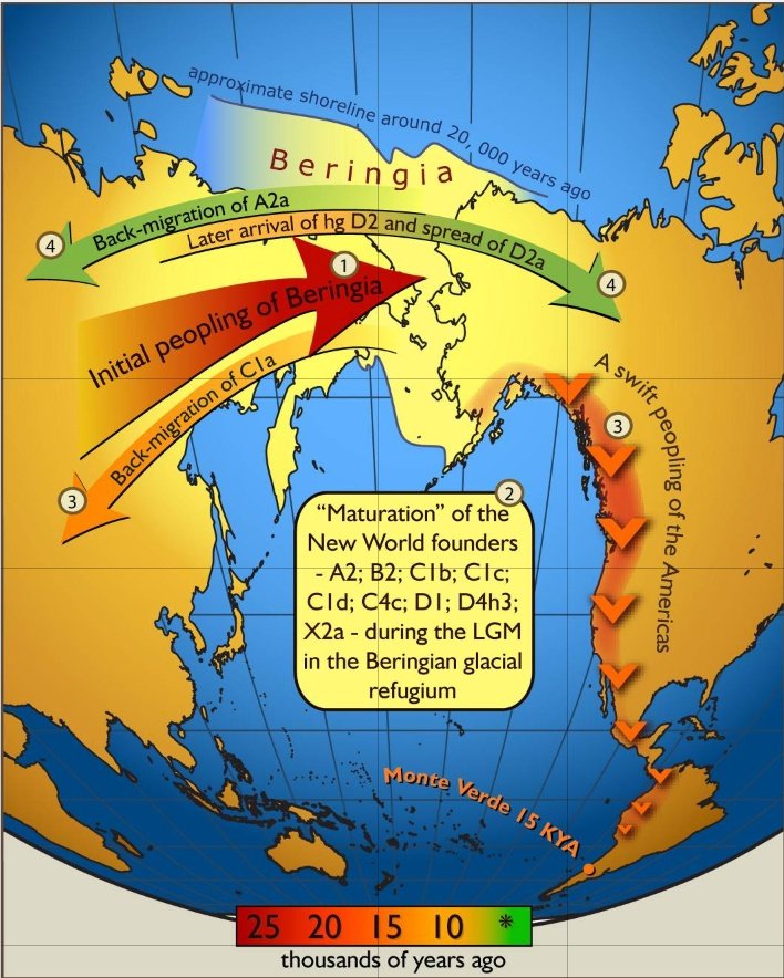 Map_of_gene_flow_in_and_out_of_Beringia.jpg 인류가 지구를 지배하게 된 이야기