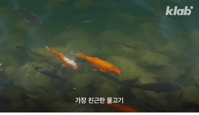 생각보다 엄청 오래된 붕어빵의 역사 - 꾸르