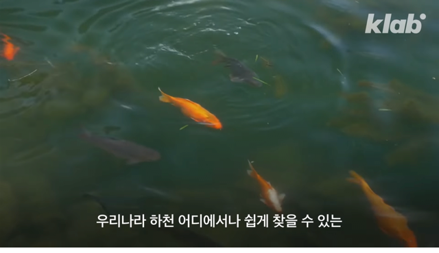 생각보다 엄청 오래된 붕어빵의 역사 - 꾸르