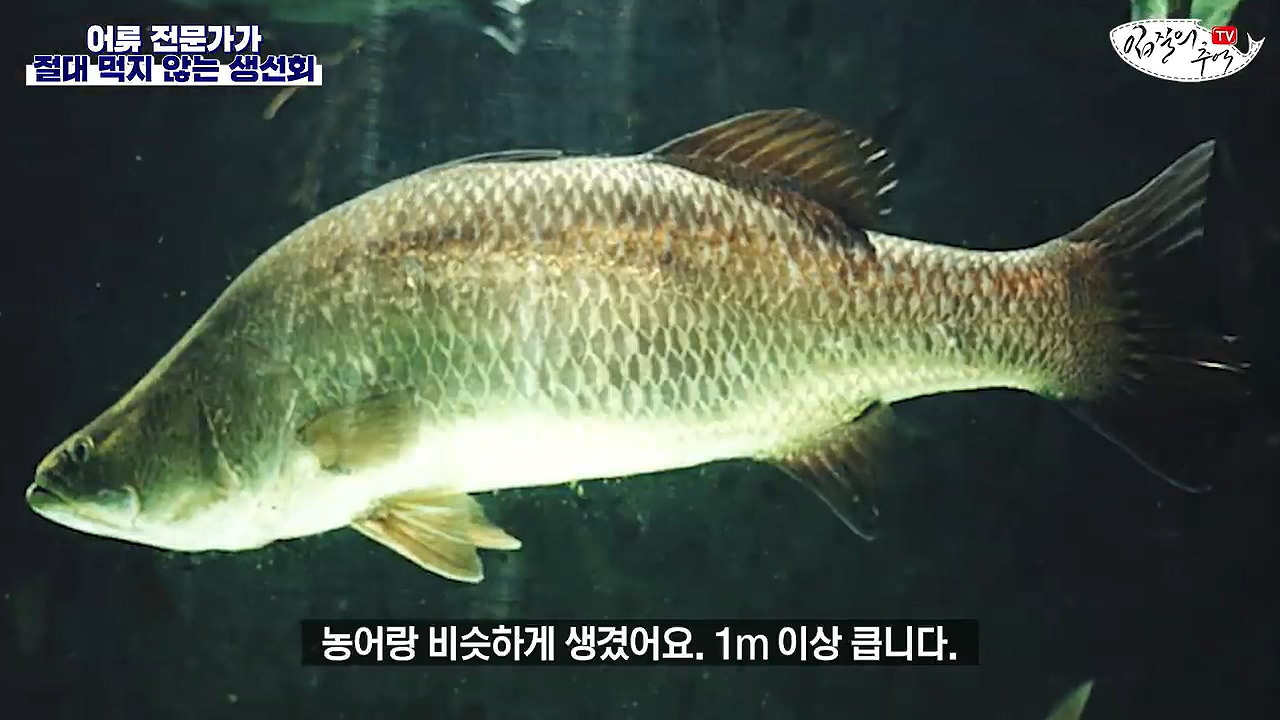 생선회 전문가가 꼽은 절대 먹지 않는 생선회 7개 - 꾸르