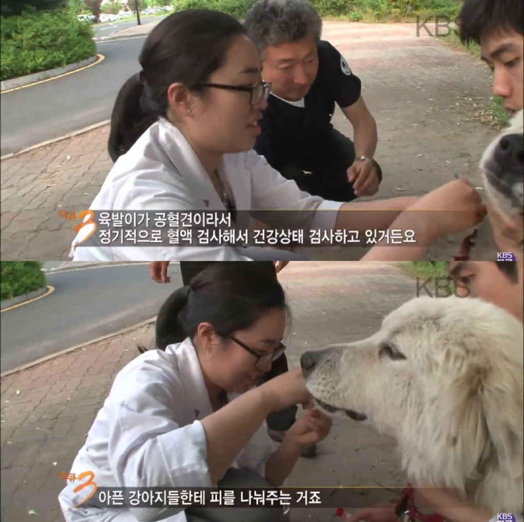 대학 동물병원의 72시간 - 짤티비