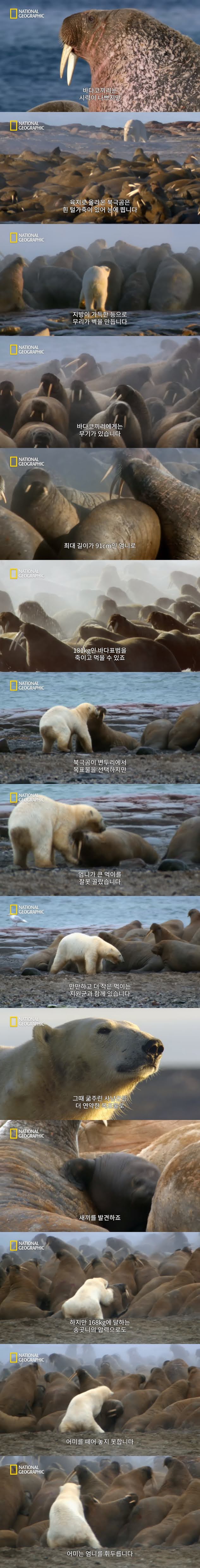 북극곰의 바다코끼리 사냥 - 짤티비