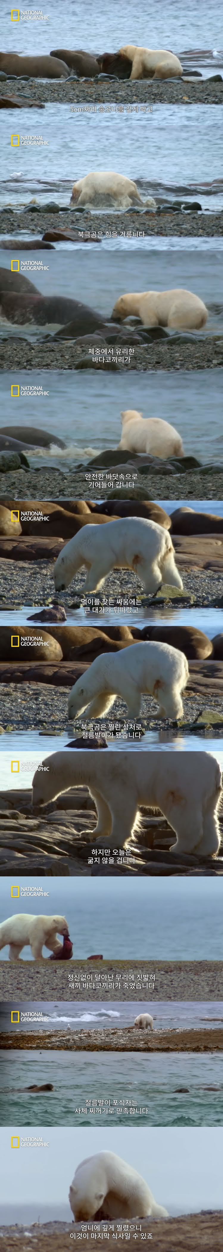 북극곰의 바다코끼리 사냥 - 짤티비