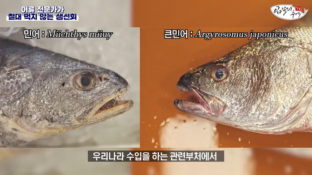 생선회 전문가가 꼽은 절대 먹지 않는 생선회 7개 - 꾸르