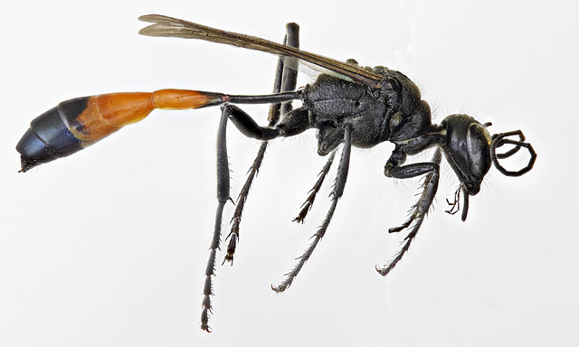 https://hambora.com/data/file/mem_new/32462_1890385249_dubhWLa5_640px-Red-banded_Sand_Wasp_2528Ammophila_sabulosa2529_2528110870453462529.jpg