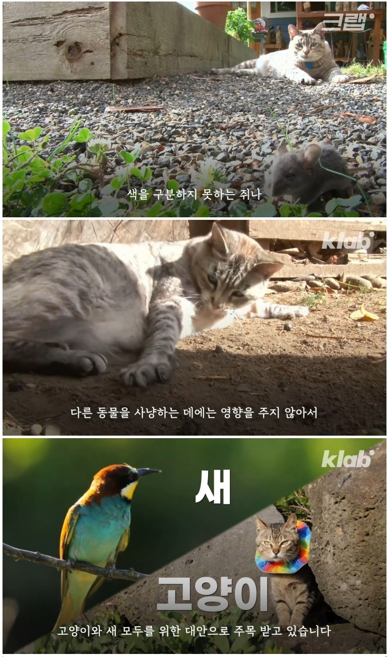 마라도 고양이들이 목도리를 하게 된 까닭 - 짤티비