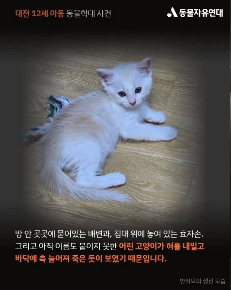 동물자유연대에서 인스타에 공개한 대전 동물학대사건 피해 고양이 사진