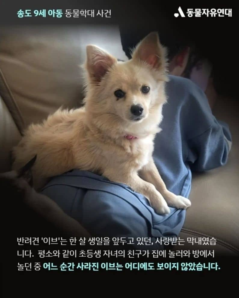 동물자유연대에서 인스타에 공개한 송도 동물학대사건 피해 강아지 사진