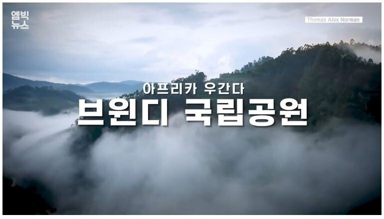 25살 수컷 마운틴 고릴라의 죽음