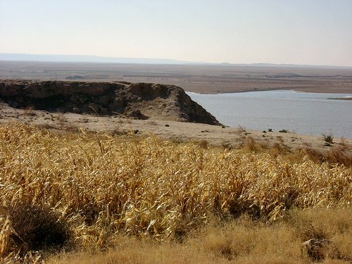 Fields_of_corn-Euphrates-Iraq.jpg 인류가 농사짓기 시작한 이유는?