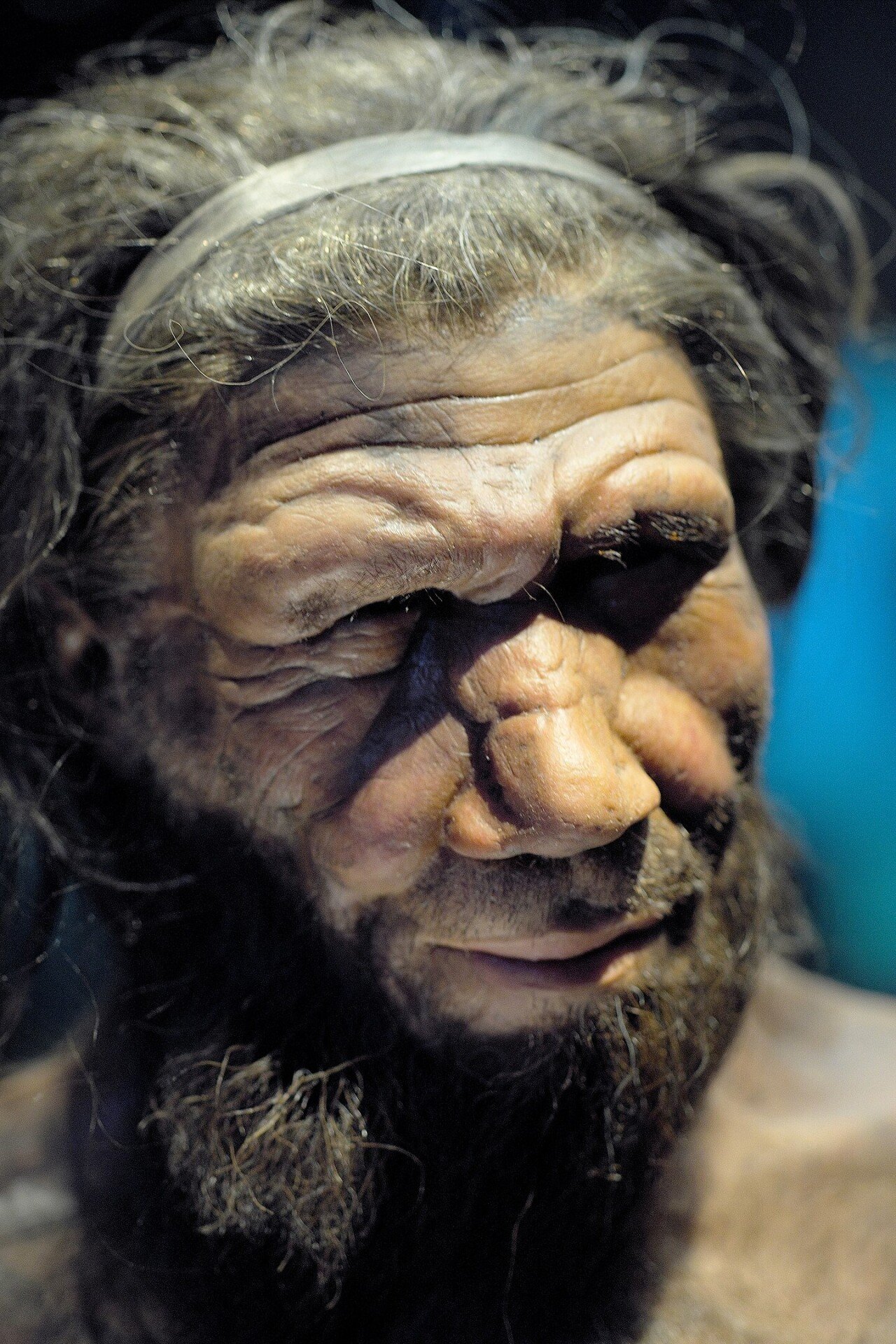 1440px-Neanderthal_man_reconstruction,_Natural_History_Museum,_London.jpg 인류가 지구를 지배하게 된 이야기