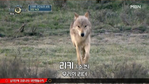 늑대 세계에서 리더가 불륜을 하면 벌어지는 일