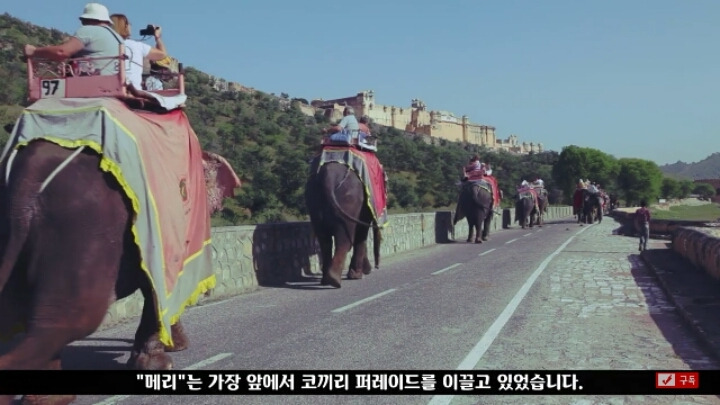 살인죄로 교수형 당한 코끼리 메리 - 꾸르