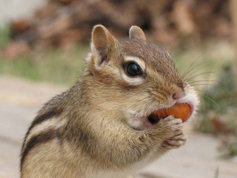 Tamia_striatus_eating.jpg 서부개척시대 사람들은 뭘 먹고 살았을까?