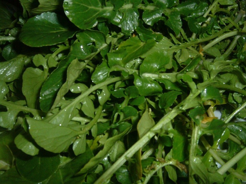 Watercress_(2).JPG 서부개척시대 사람들은 뭘 먹고 살았을까?