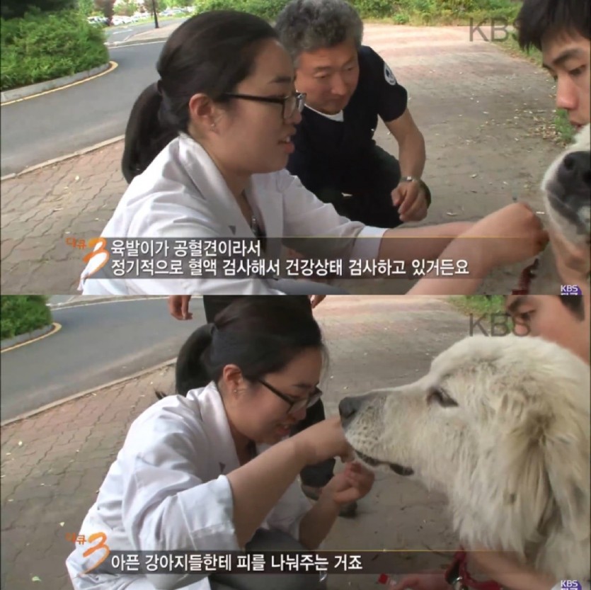 대학 동물병원의 72시간 - 짤티비