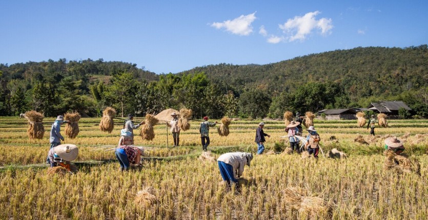 Rice_farmers_Mae_Wang_Chiang_Mai_Province.jpg 중국의 서부개척시대, 남북조 시대를 알아보자