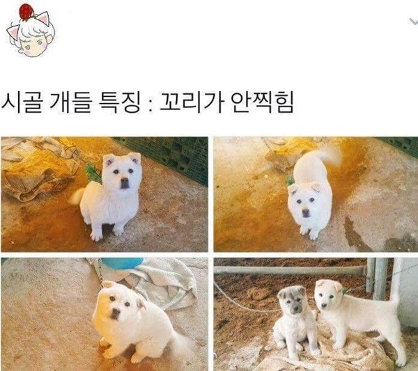 시골 개들의 정확한 특징