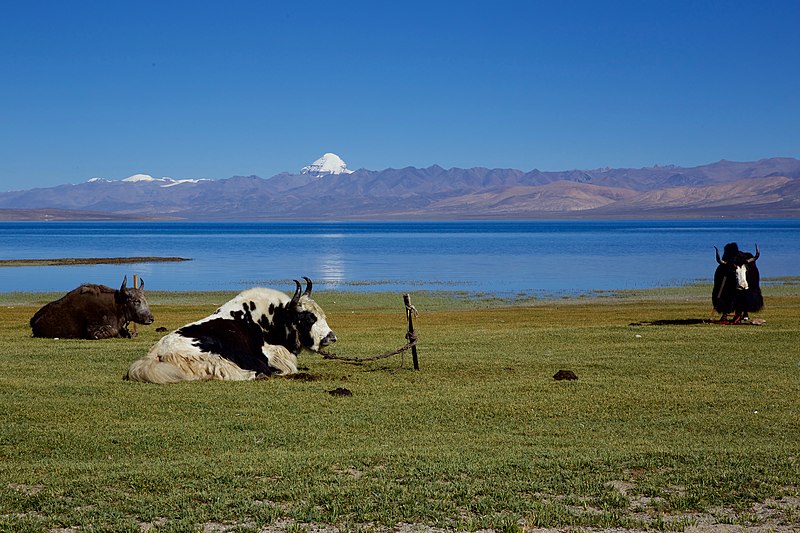 File:Yaks-Kailash-Manasarovar.jpg