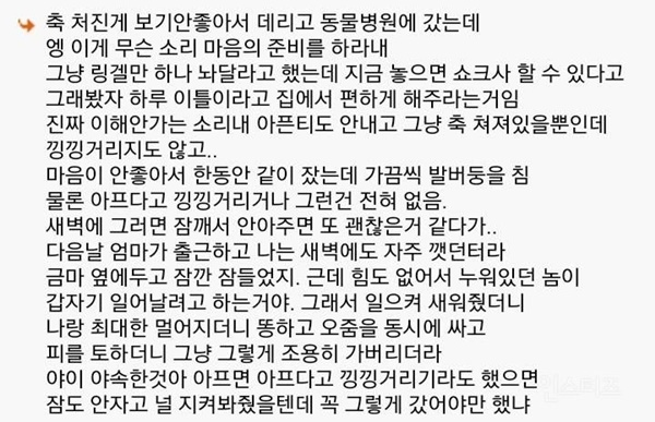 다시는 개를 키우지 않겠다