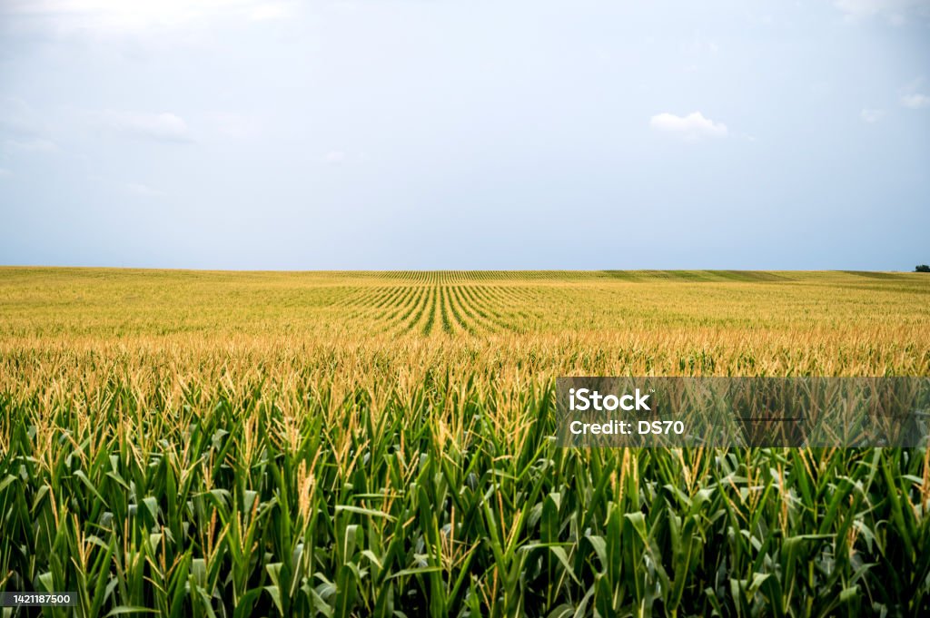 1728439249_corn_field.jpg