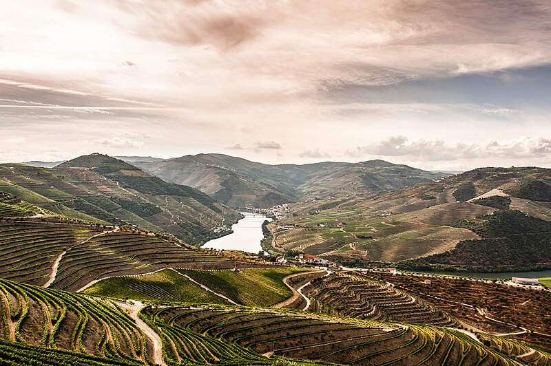 File:The Douro Valley vineyards.jpg