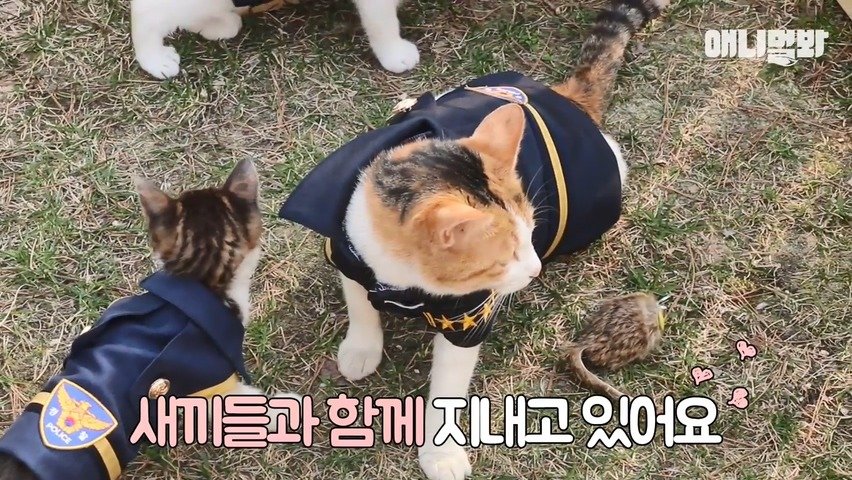 4.jpg 강서경찰서에 사는 고양이들