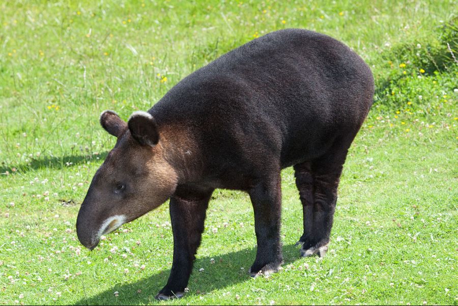 1024px-Tapirus_pinchaque_portrait.jpg