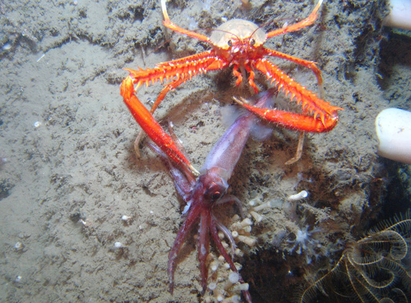 The_galatheoid_crab_Eumunida_picta_catches_and_consumes_a_squid.jpg