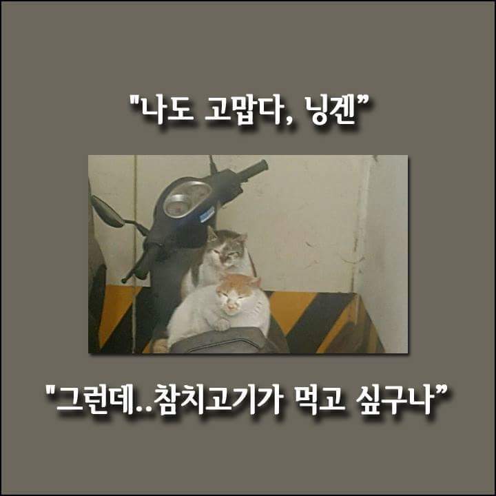 8.jpg 길냥이가 알려준 도난 오토바이!!