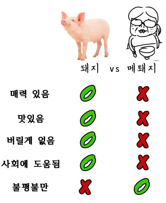 a63b0b82a96159bf5b58f4ab92860e03.jpg 돼지 vs 메퇘지