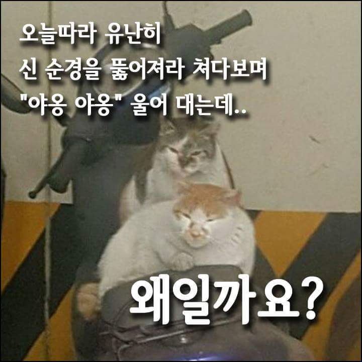 5.jpg 길냥이가 알려준 도난 오토바이!!