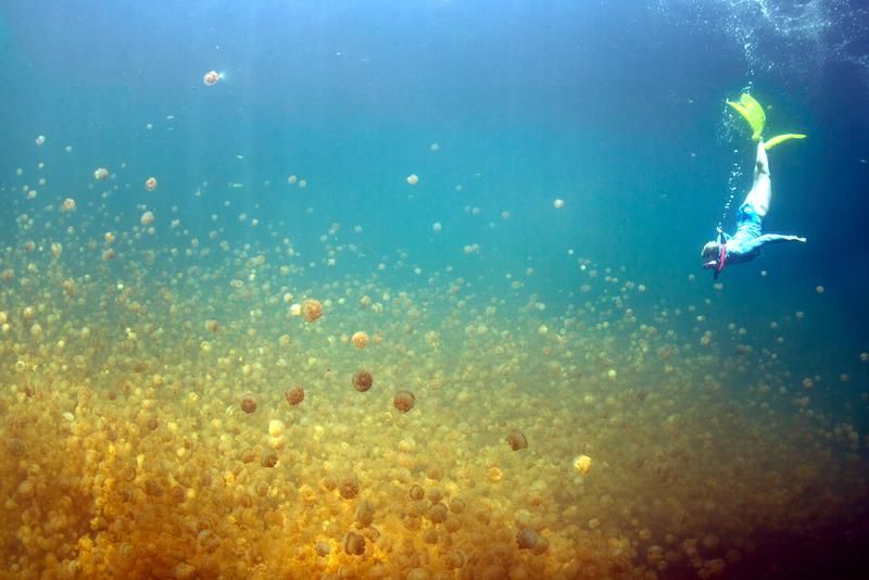 TripBucket - Snorkel in Jellyfish Lake, Eil Malk Island, Palau | Palau  islands, Beautiful islands, Lake