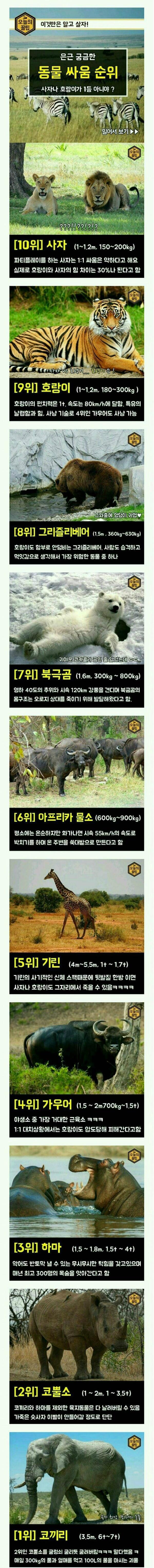 싸움순위