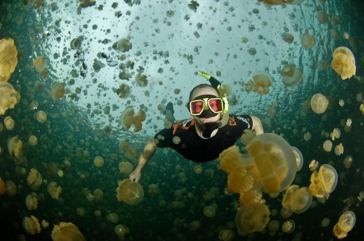 Amazing Jellyfish Lake