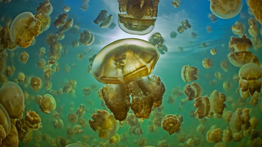 Golden jellyfish in Jellyfish Lake on the island of Eil Malk, Palau - Bing  Gallery