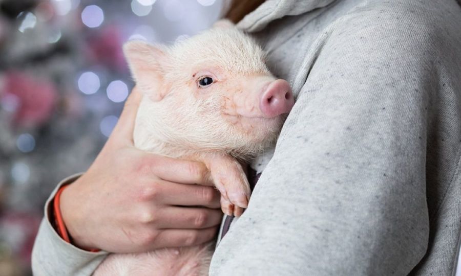 Mini-Pig-Article-Blog-Header-12.7.21-1200x720.jpg