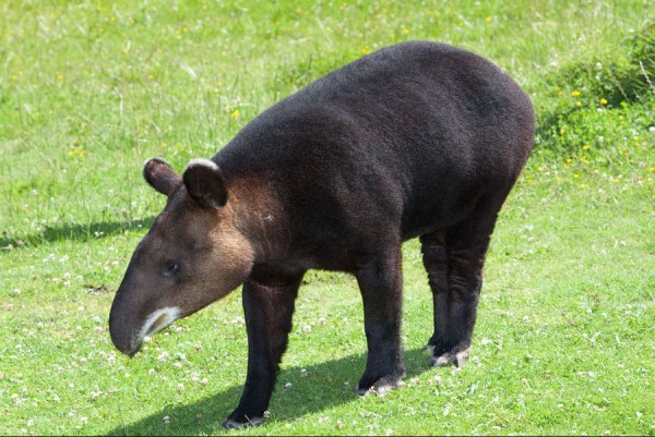 1024px-Tapirus_pinchaque_portrait.jpg