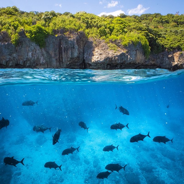 800px-Giant_Trevally%2C_Christmas_Island.jpg