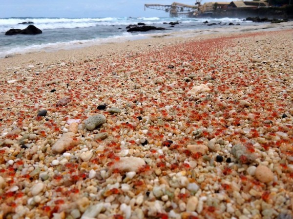 Christmas Island baby red crabs | Copyright Regional Austral… | Flickr