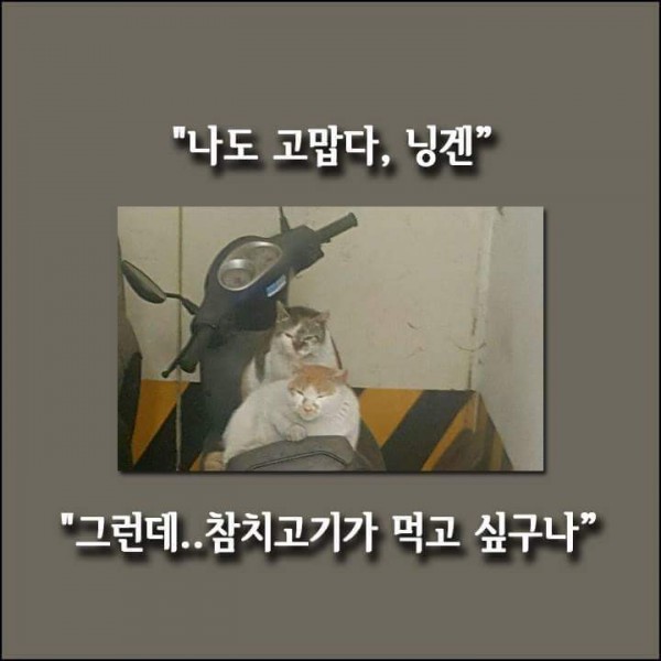 8.jpg 길냥이가 알려준 도난 오토바이!!