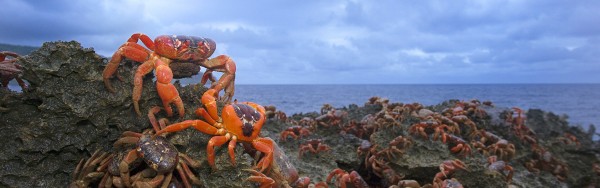 Christmas Island Red Crab (Gecarcoidea natalis) mass at ro… | Flickr