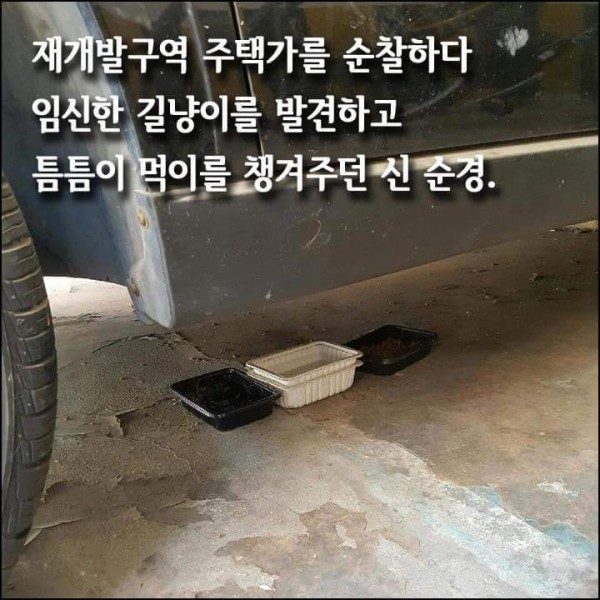 4.jpg 길냥이가 알려준 도난 오토바이!!