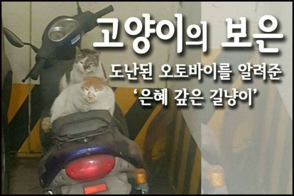 3.jpg 길냥이가 알려준 도난 오토바이!!